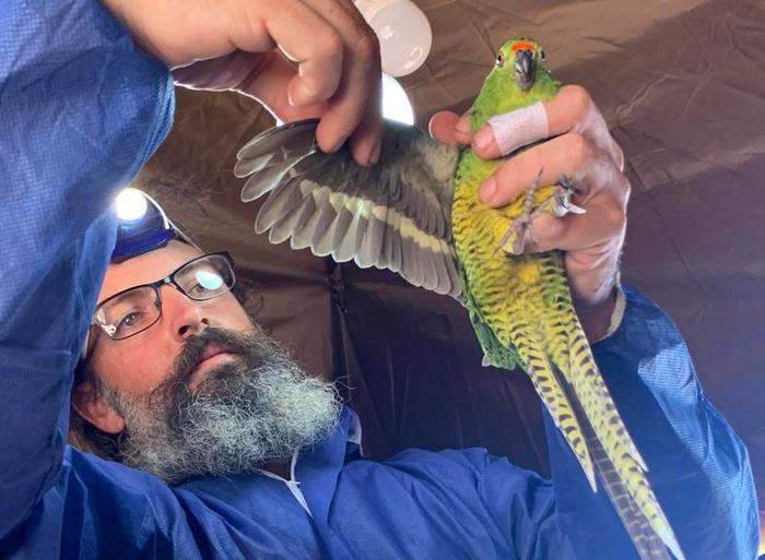 Австралиец Марк Блитман проводит осмотр западного земляного попугая, перед отправкой птицы в дикую природу