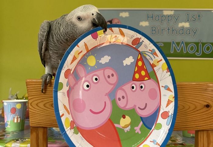 Жако Мистер Моджо празднует день рождения со свинкой Пеппой
