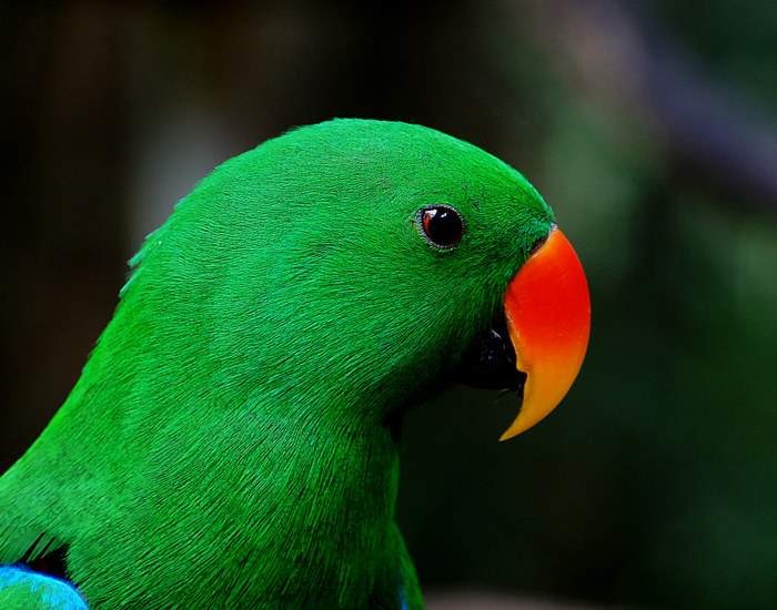 Фотография самца благородного зелено-красного попугая крупыім планом