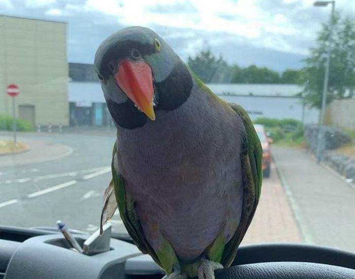 Дарби, китайский кольчатый попугай сидит на руле в автомобиле