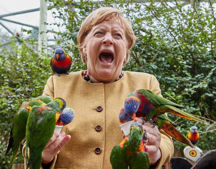 Момент атаки радужным лорикетом Ангелы Меркель