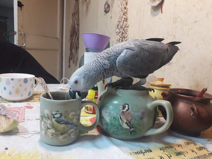 попугай пьет чай