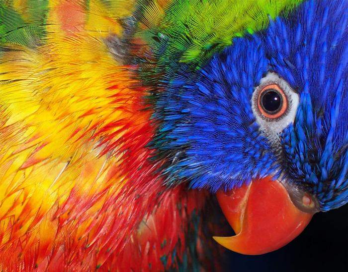 Фото многоцветного лорикета в доме престарелых попугаев