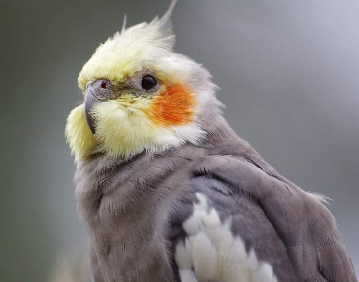 Фотопортрет попугая корелла