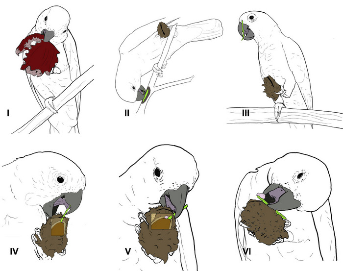 Демонстрация использования инструментов попугаями для извлечения семян из косточки