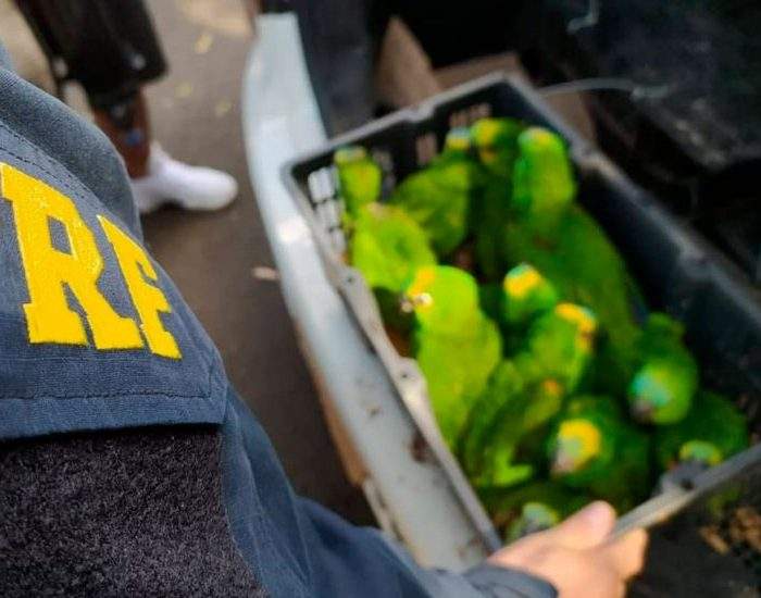 Бразильский полицейский извлекает ящики с попугаями из автомобиля браконьеров