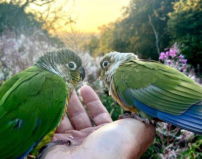 Зеленохвостые краснощекие попугаи Локи и Чик сидят на ладони их владельца Пола