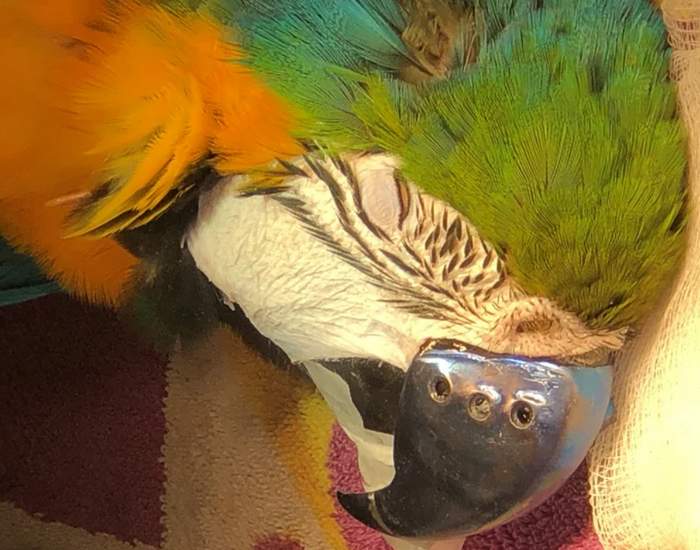 Сине-желтый ара Макс спит после операции по установке титанового клюва