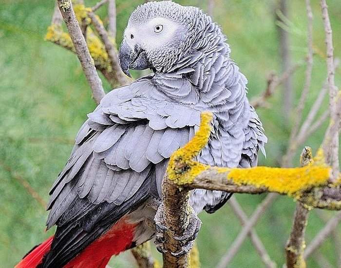 Фото серого габонского попугая крупным планом
