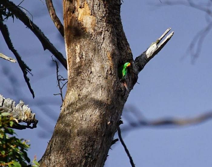 Ласточковый попугай сидит у входа в дупло на дереве, которое может быть повалено совсем скоро