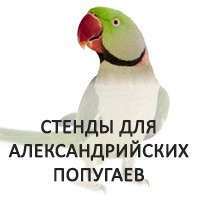 Лучшие игровые стенды для александрийского попугая
