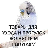 Онлайн-продажа товаров для волнистых попугаев