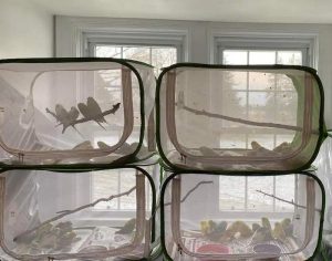 Волнистые попугайчики сидят в клетках в одном из помещений детройтского приюта-питомника