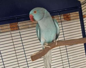 Ожереловый попугай временно находится в клетке приюта для животных