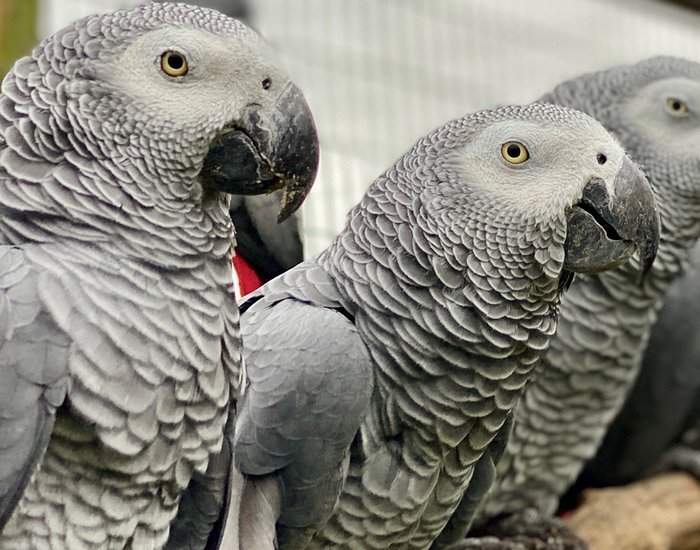 Серые попугаи осваиваются в новом вольере Линкольнширского зоопарка