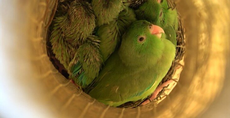 Птенцы зеленогрудых попугаев в гнезде