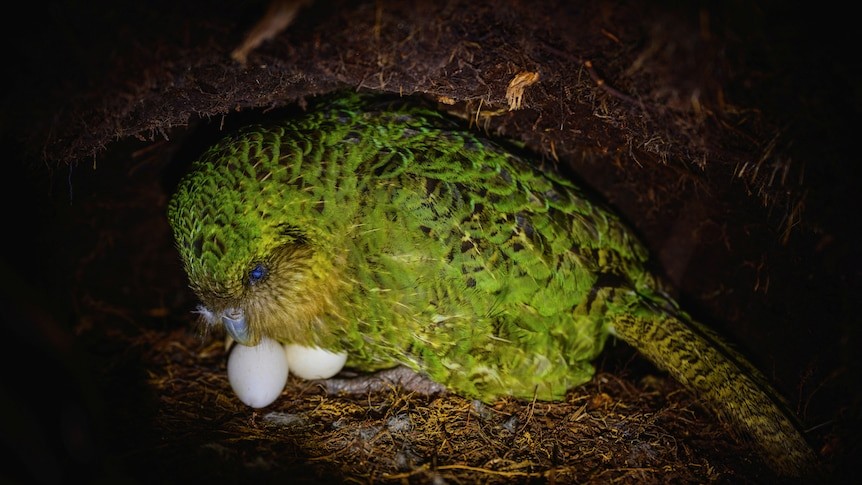 Попугай какапо в гнезде
