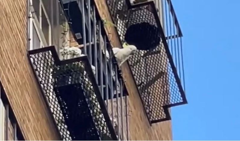 Какаду сбрасывает горшки с балкона.