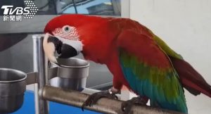 Штраф за попугая ара