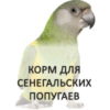 Сенегальские попугаи