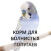 Волнистые попугаи