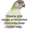Сенегальские попугаи