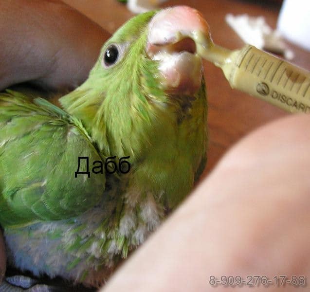 птенец ожерелового попугая