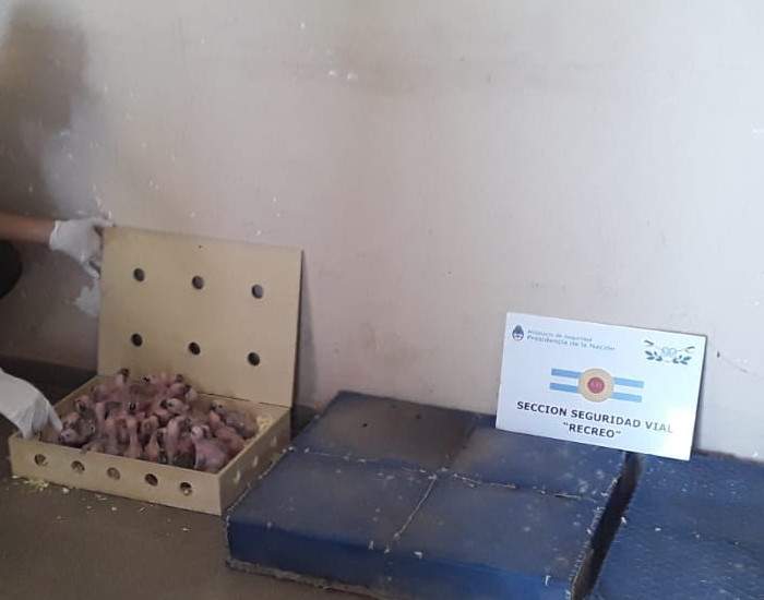 Полицейские составляют протокол на изъятых птенцов синелобого амазона у браконьеров