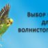 Как выбрать клетку для ожерелового попугая?