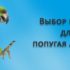 Клетка для какаду – рекомендации по выбору
