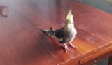 Неуловимый попугай Игорь