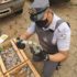 Языковой барьер у попугаев