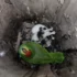 Какаду–хулиган