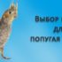 Клетка для какаду – рекомендации по выбору