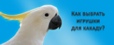 Игрушки для какаду: какие, зачем и сколько нужно?