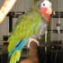 Попугаи покидают Сан-Франциско