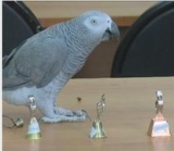 Пернатый предсказатель Катя