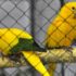 Визит к желтоголовым амазонам в Штутгарте