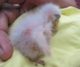 Пополнение у сейшельских попугаев-эндемиков