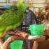 Продаются 3 птенца какарики — ручные выкормыши