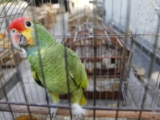 Владелец краснобрового амазона оказался за решеткой