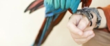 Встречи попугаев и ветеранов в «Serenity Park Parrot Sanctuary»