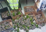 310 птенцов синелобого амазона спасены из рук контрабандистов