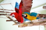 Parrot Partner откроет еще один приют для попугаев