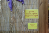 В Воронеже гостья зоопарка пожаловалась на попугая