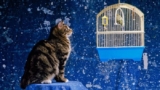 Кошка помогла найти пропавшего попугая