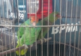 «Fauna Caparao» спасает сотни попугаев