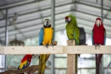 Patty-s Parrot Palace — любящий дом для попугаев