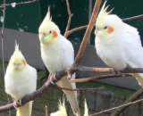 Корелла. Общие сведения