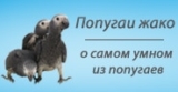 Сколько живут попугаи?